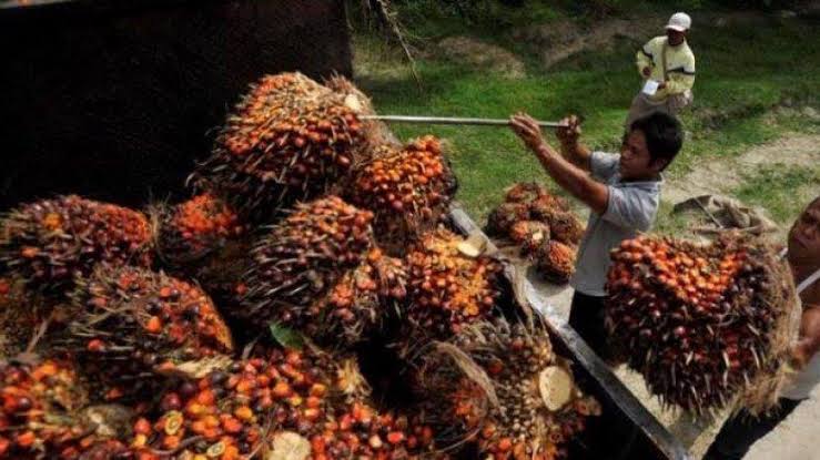 Ilustrasi petani panen sawit di kebunnya (foto/int)